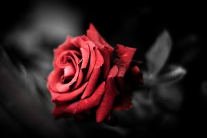 romance-rose