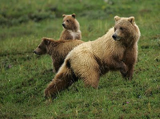 Grizzlies