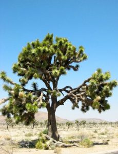 Joshua Tree