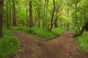 Two diverging paths in a forest