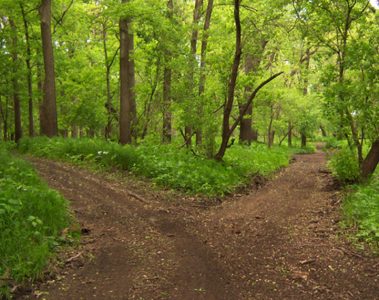 Two diverging paths in a forest