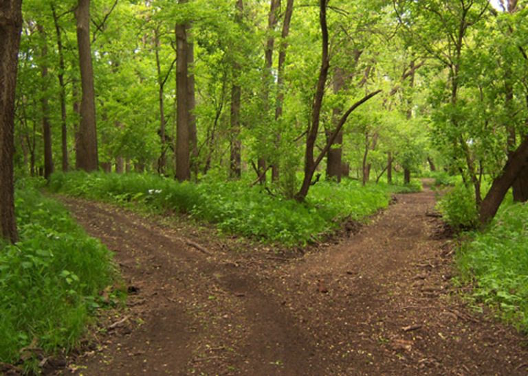 Two diverging paths in a forest